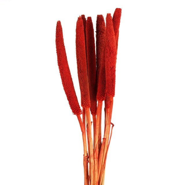 Natural Dried Exotic Cigar Millet Stem Grain Beautiful Ins Design for Home Party Decoration Wedding Backdrop Graduation Ceremony