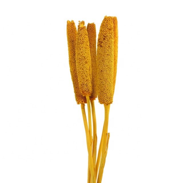 Natural Dried Exotic Cigar Millet Stem Grain Beautiful Ins Design for Home Party Decoration Wedding Backdrop Graduation Ceremony
