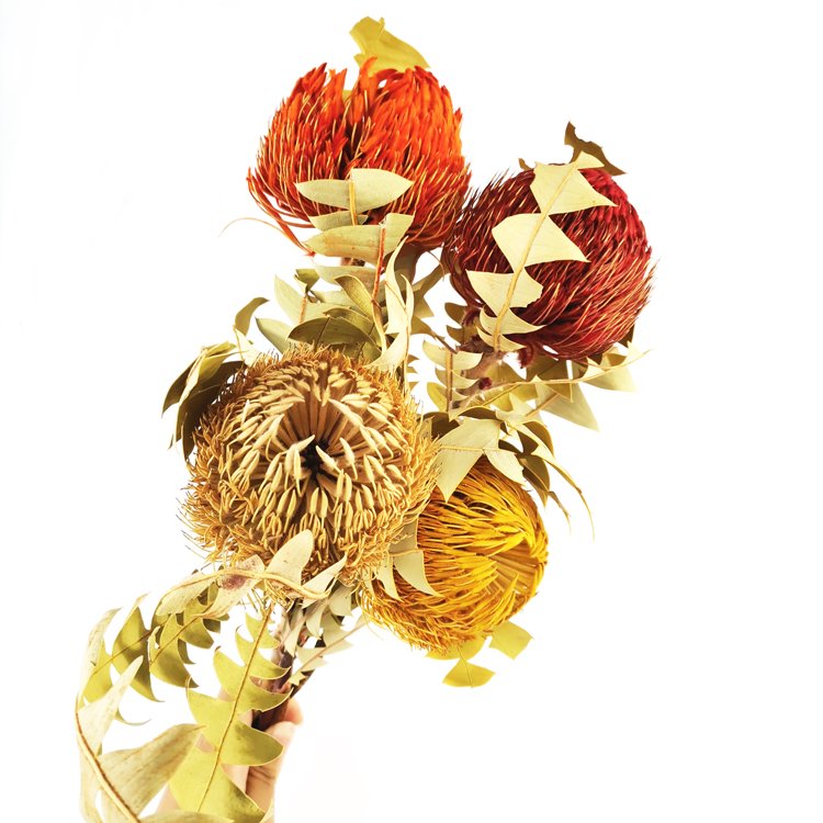 SumFlora INS Wholesale natural dried flowers banksia for decoration