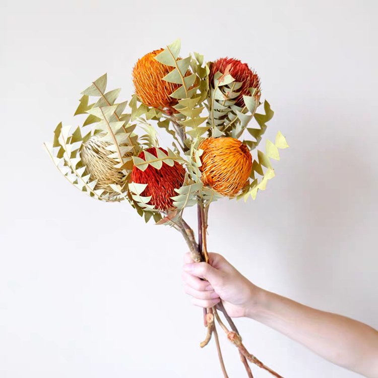 SumFlora INS Wholesale natural dried flowers banksia for decoration