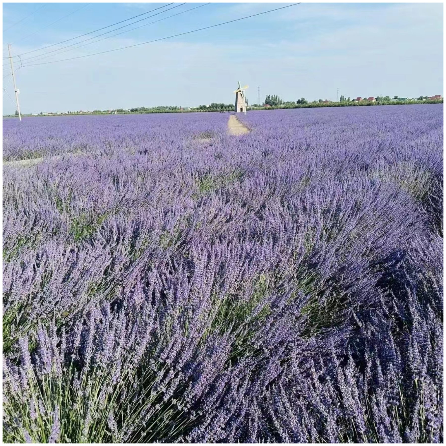 New Year Decor 2024 Yunnan Wholesale Home Decor Lavender Flowers Dried Lavender For Flower Bouquet/Wedding