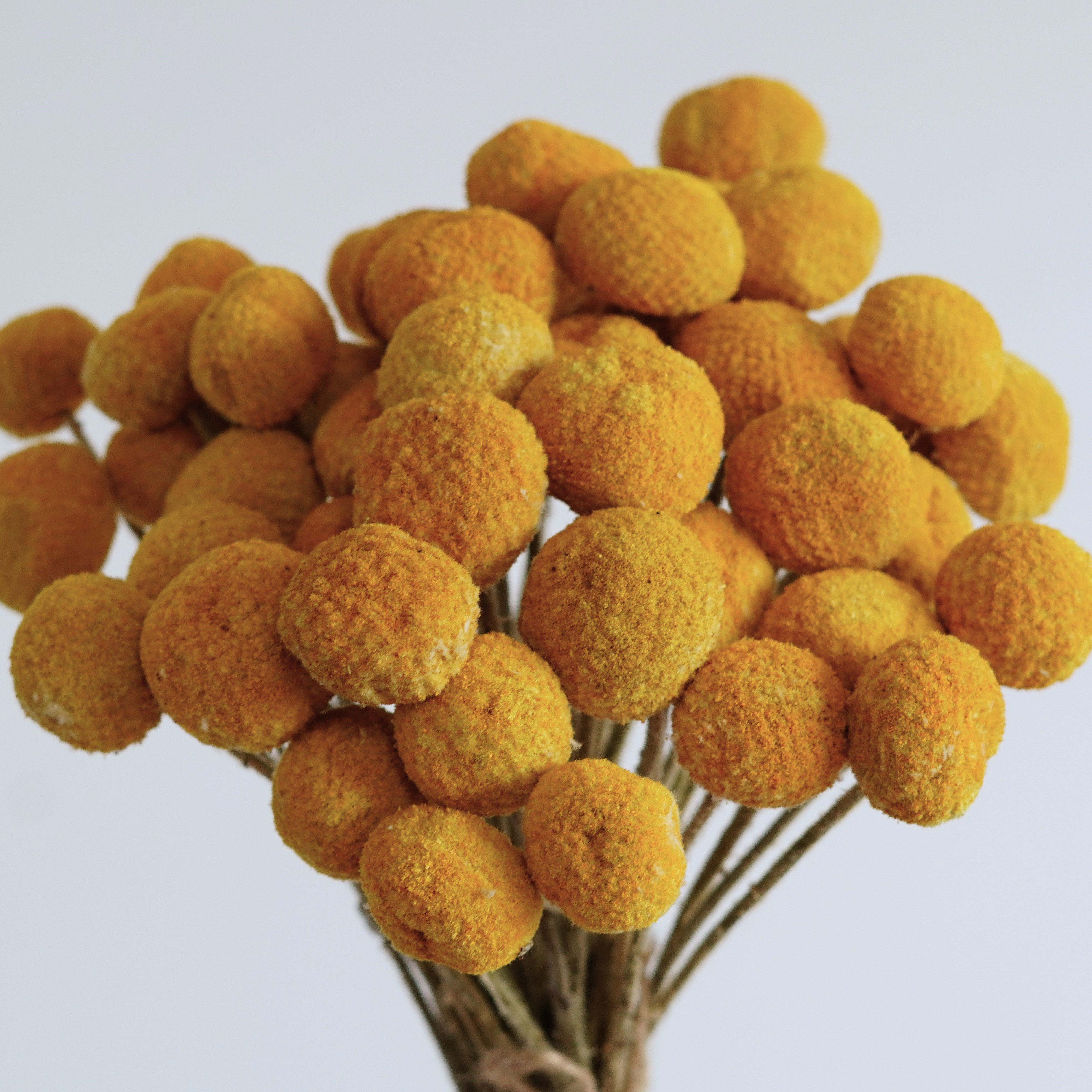 Yellow dried billy balls, craspedia, Bunch of craspedia, dried yellow flowers, Billy buttons, baby shower flowers