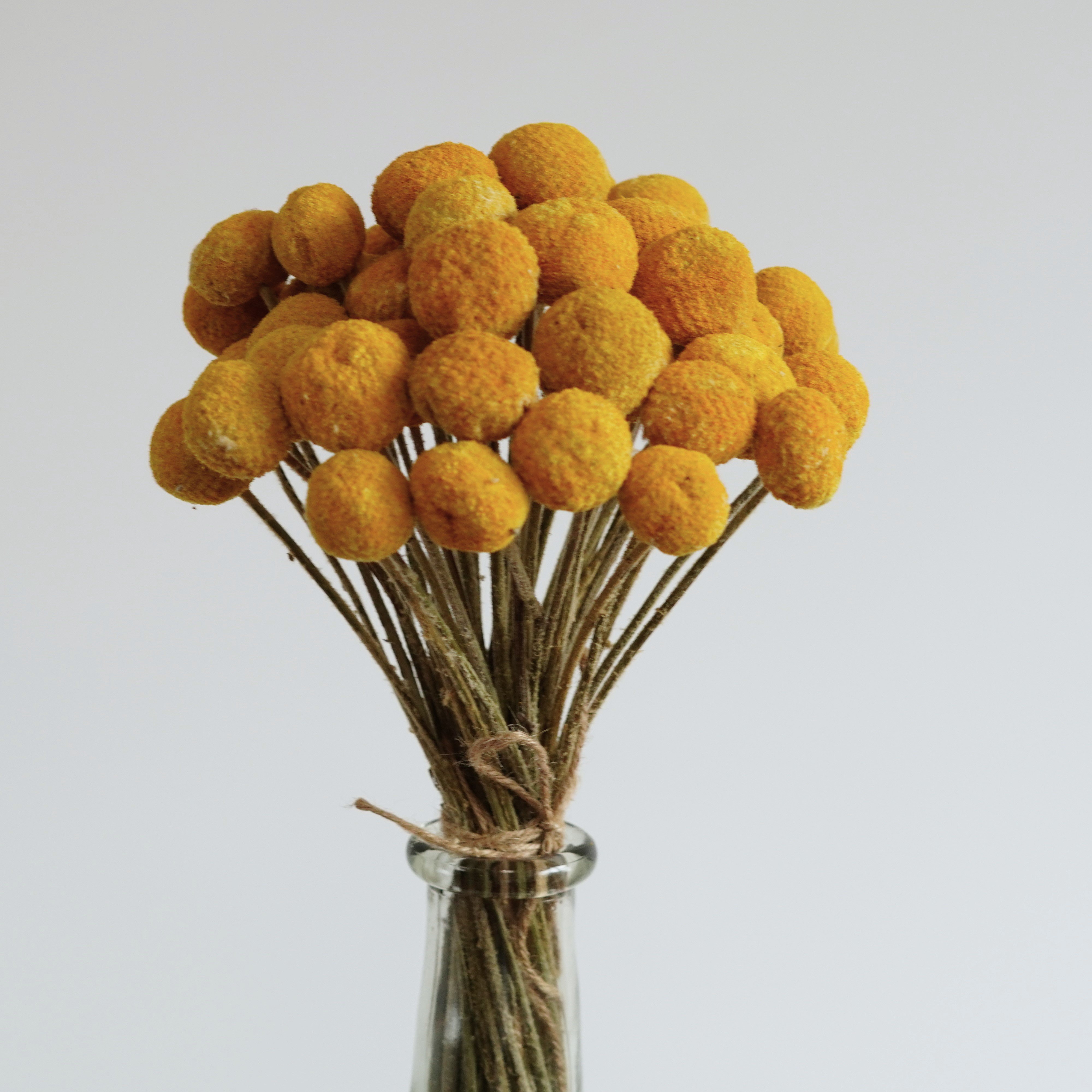 Yellow dried billy balls, craspedia, Bunch of craspedia, dried yellow flowers, Billy buttons, baby shower flowers
