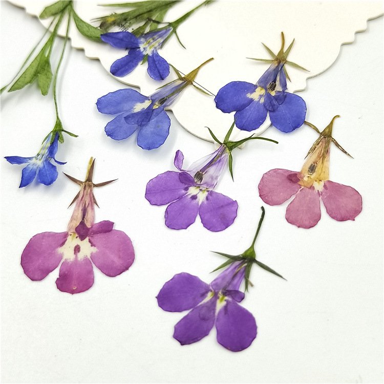 Lobelia erinus preserved flower stem blue dried flowers preserve flower loose