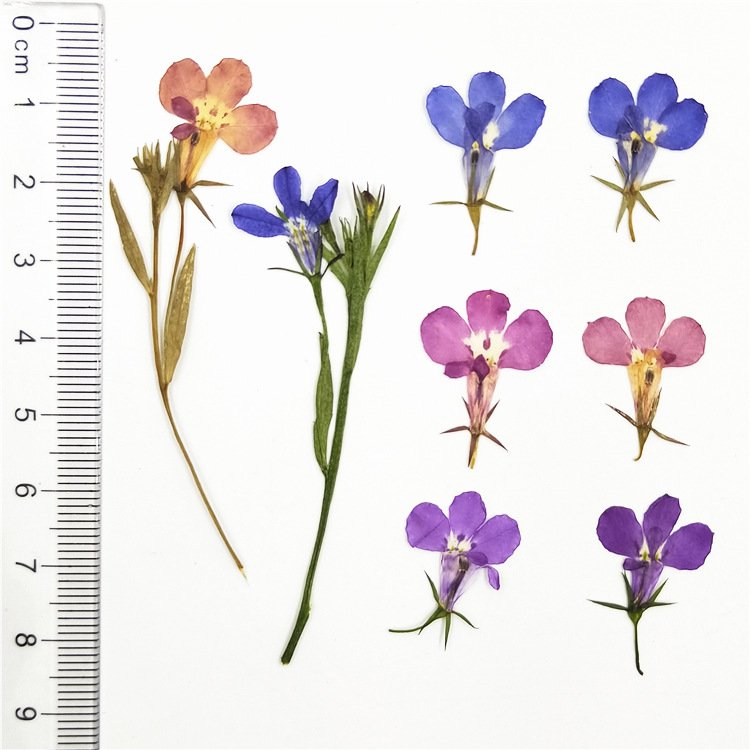 Lobelia erinus preserved flower stem blue dried flowers preserve flower loose