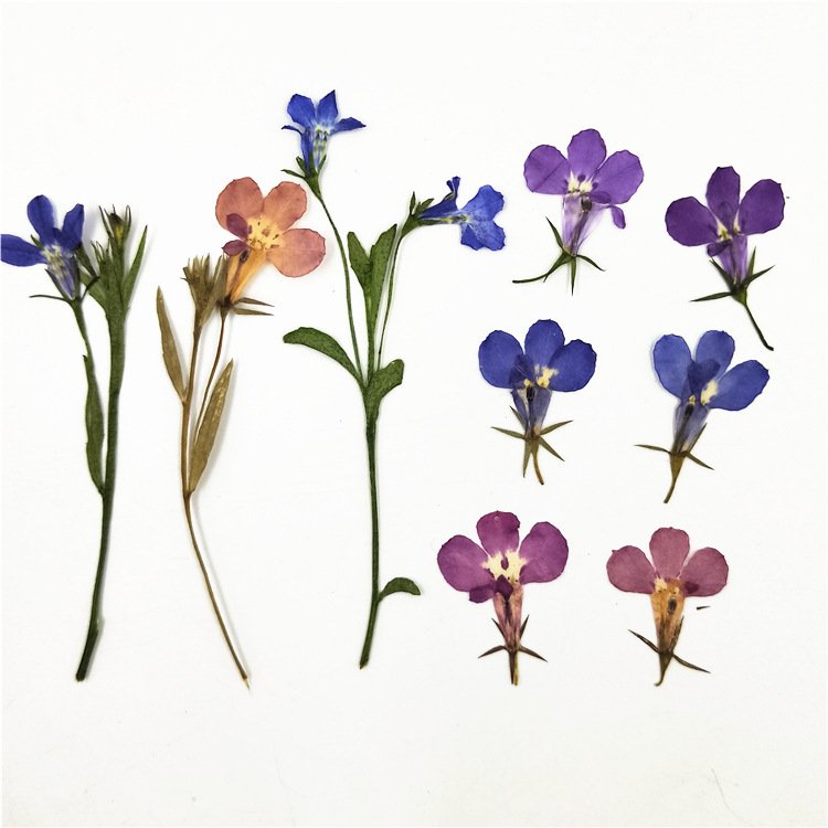 Lobelia erinus preserved flower stem blue dried flowers preserve flower loose