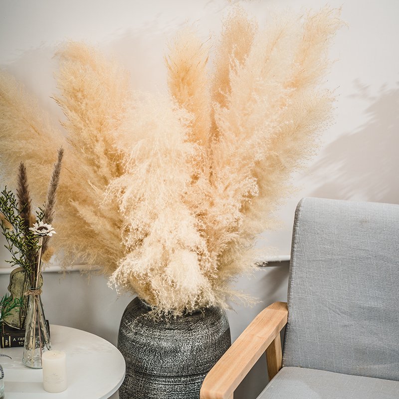 factory supply large fluffy natural Pampas grass high quality Dried Flowers One-stop service Fo Decorative Flower