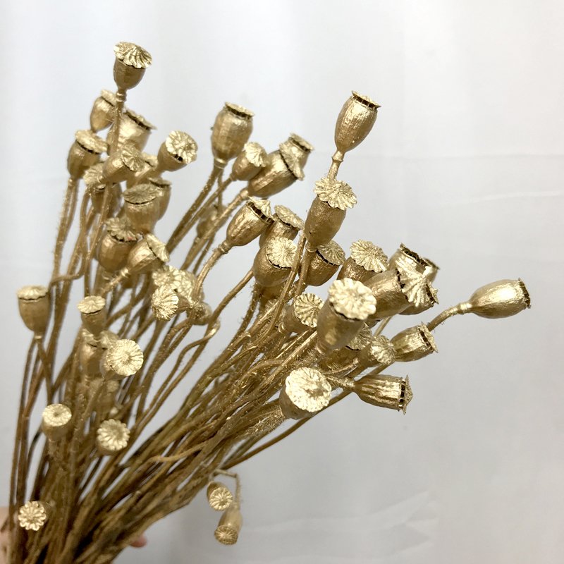 Every Love Little Baby Pods Nature dried flower Dry Flower For DIY Floral Arrangements Decoration