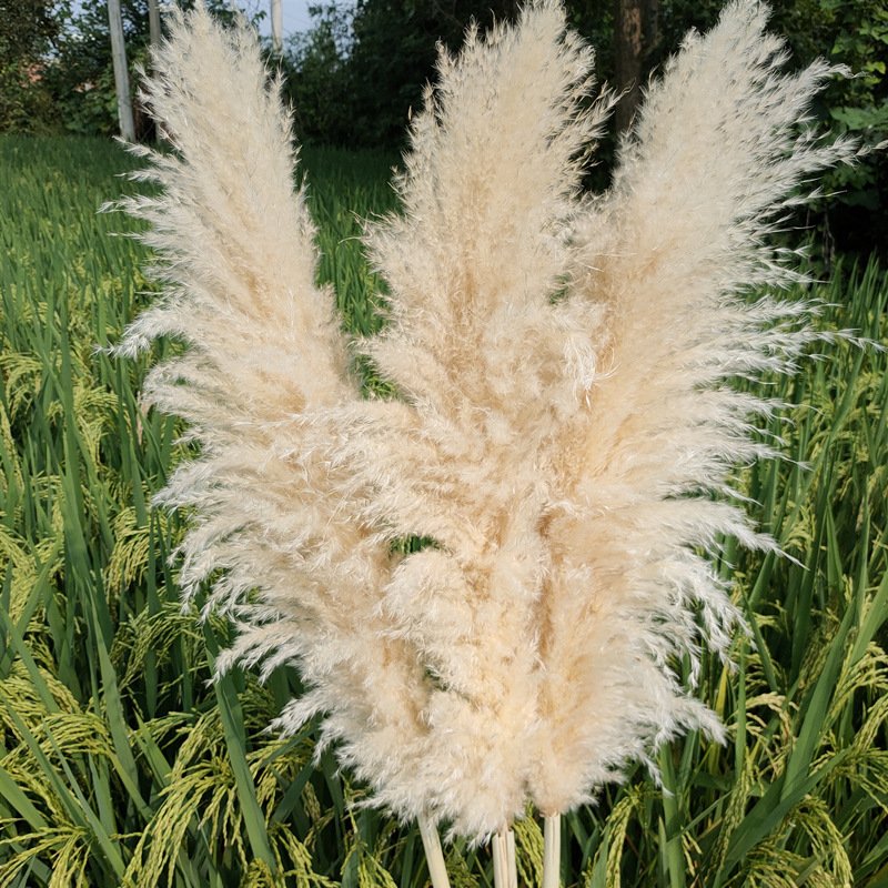 G12 Wedding Floral Boho Neutral Home Decor Bouquet Artificial Pampass Grass Pink Pampas Grass Decor Tall Large Pompas Grass