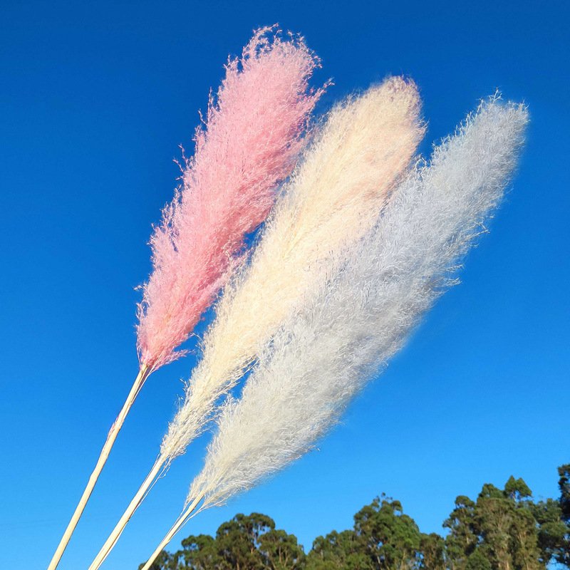 G12 Wedding Floral Boho Neutral Home Decor Bouquet Artificial Pampass Grass Pink Pampas Grass Decor Tall Large Pompas Grass