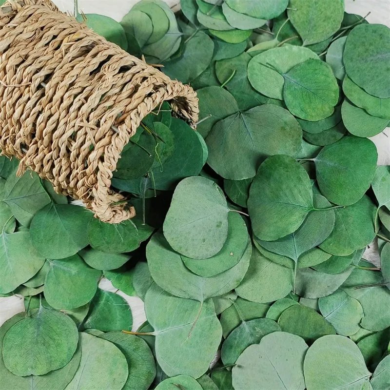 1kg Preserved Real Eucalyptus Leaves Natural Bulk Eucalyptus Customized Biodegradable Wedding Leaves Confetti DIY Decoration