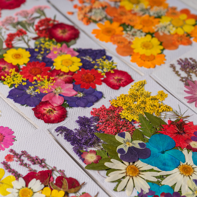 Mixed Multiple Handmade Colorful Assorted Wholesale DIY Floral Arrangement Real Natural Dried Pressed Flowers For Resin