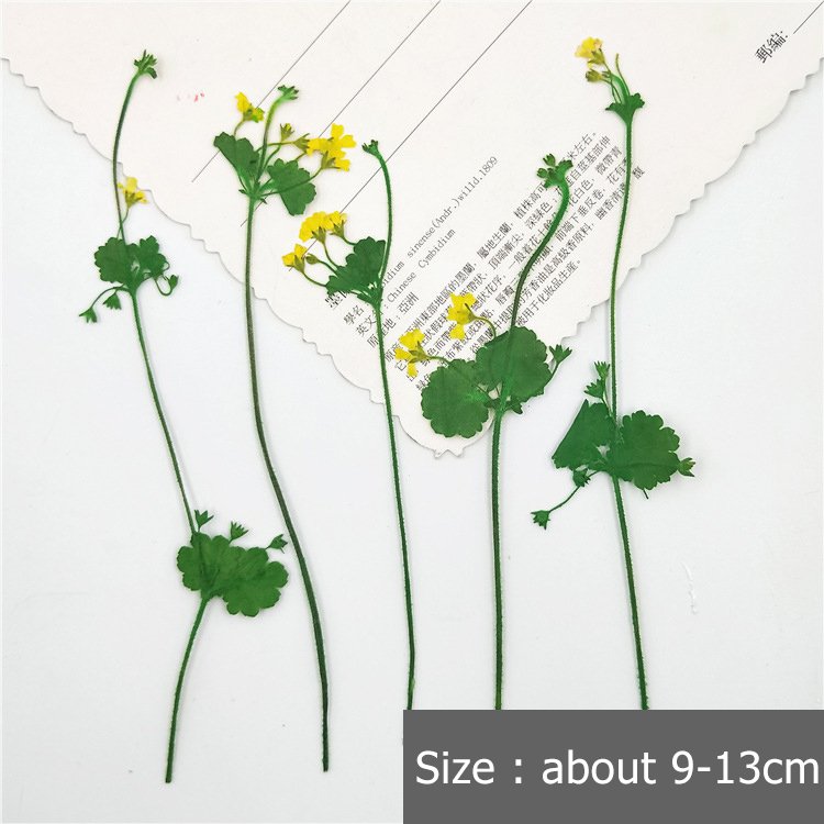 Androsace Umbellata New Preserved Dry Flowers Dry Branches Artificial Decorative Home Decoration Dead Branches Artificial Flower