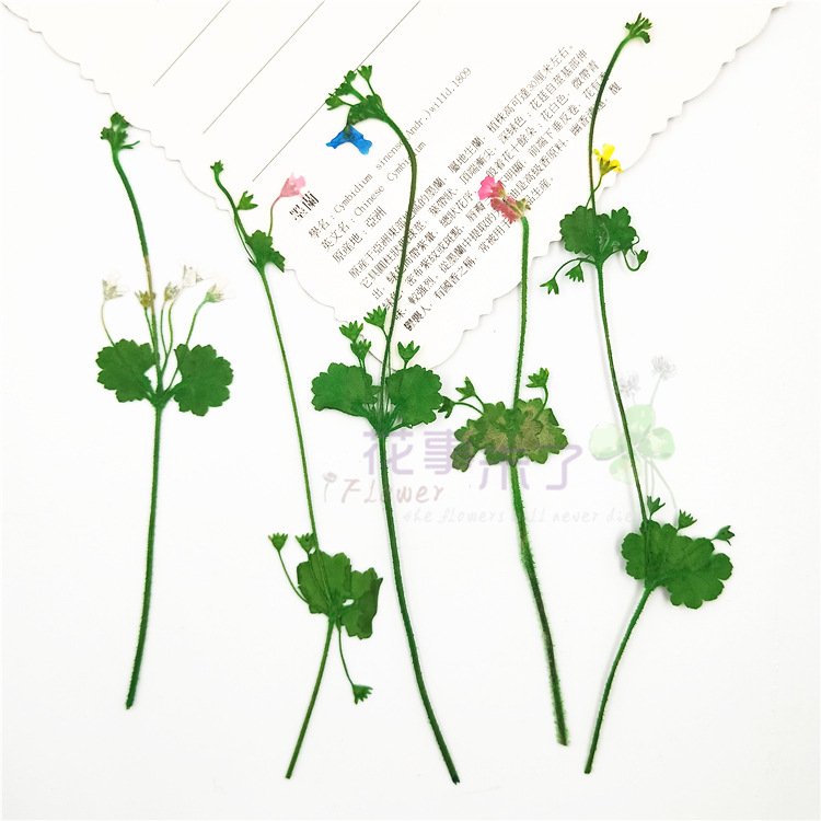Androsace Umbellata New Preserved Dry Flowers Dry Branches Artificial Decorative Home Decoration Dead Branches Artificial Flower