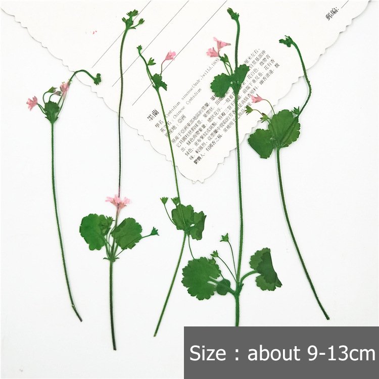 Androsace Umbellata New Preserved Dry Flowers Dry Branches Artificial Decorative Home Decoration Dead Branches Artificial Flower