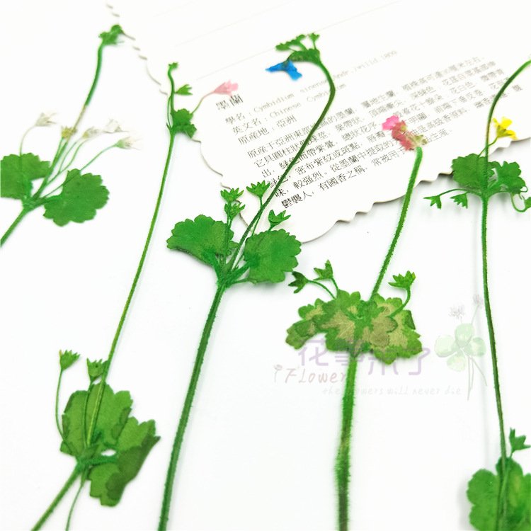 Androsace Umbellata New Preserved Dry Flowers Dry Branches Artificial Decorative Home Decoration Dead Branches Artificial Flower