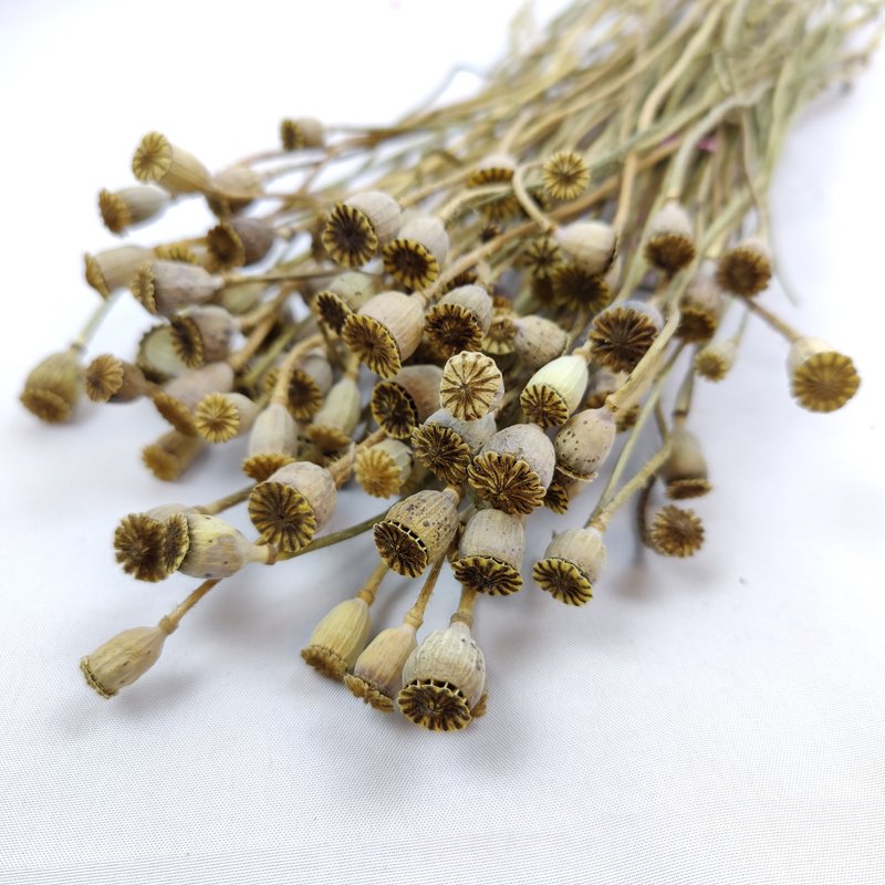 Dried Flowers Shirley Poppy DIY Floral Xmas Decoration Wedding Floral Decor Natural Dried Foliage Colorful Corn Poppy Flower