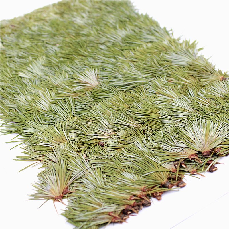 Factory directly supply wholesale in bulk natural dry leaf pine needle