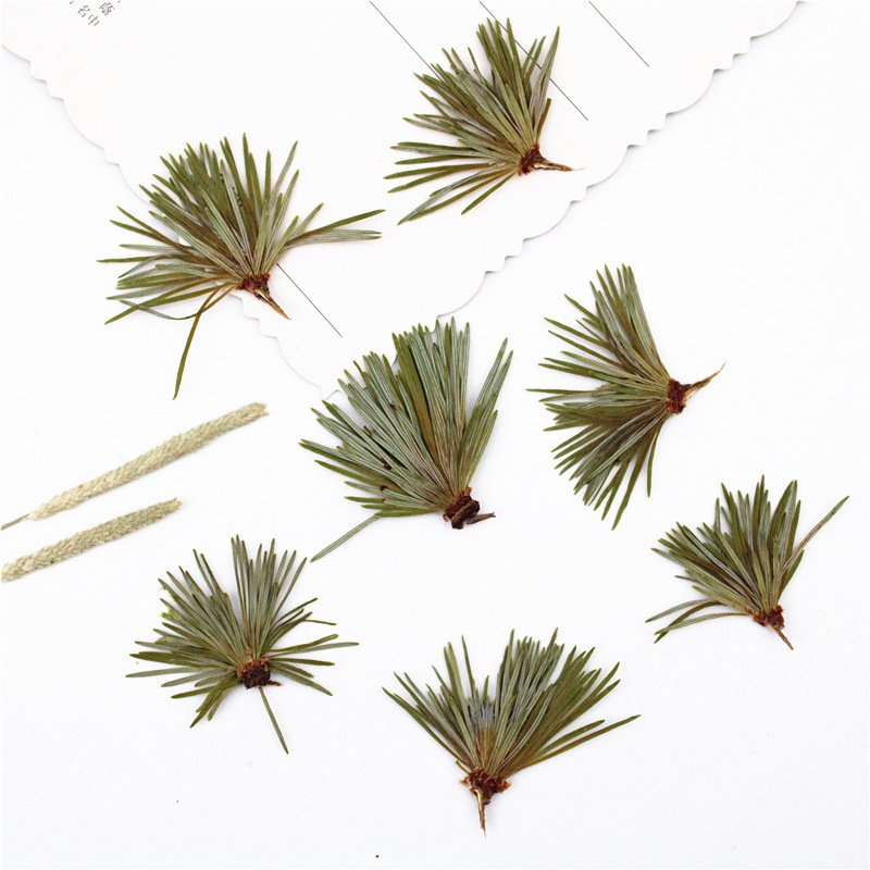 Factory directly supply wholesale in bulk natural dry leaf pine needle