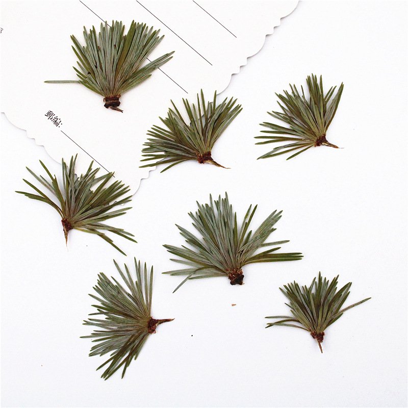 Factory directly supply wholesale in bulk natural dry leaf pine needle