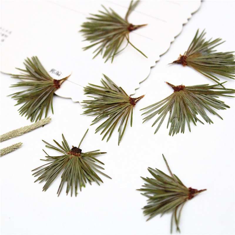 Factory directly supply wholesale in bulk natural dry leaf pine needle