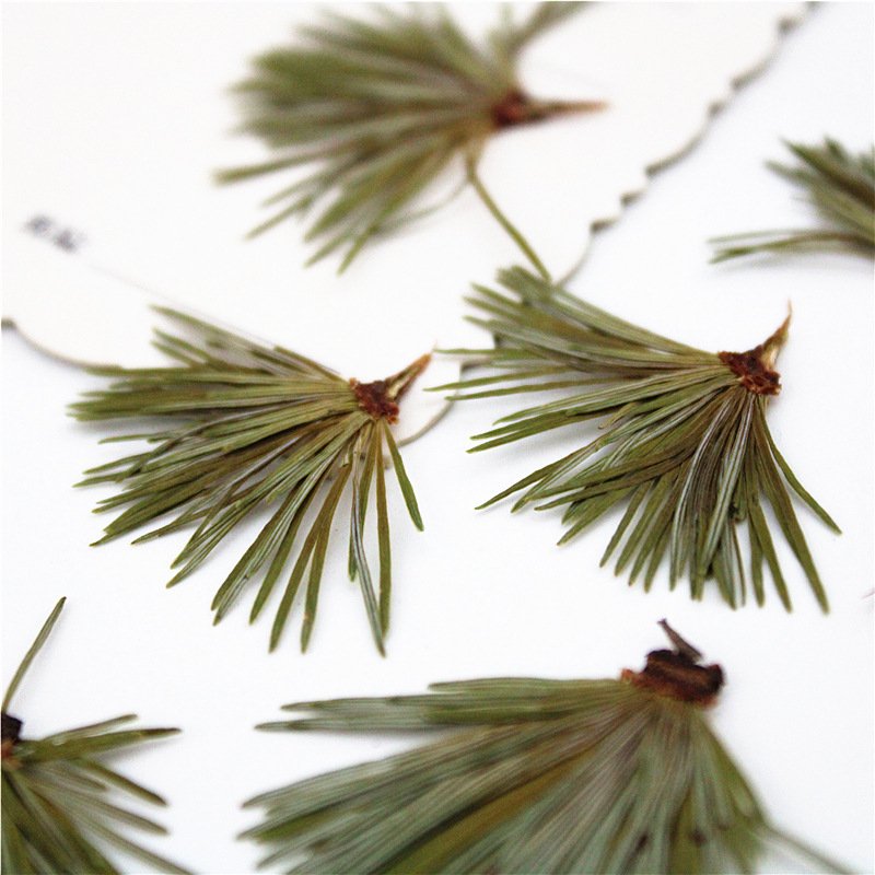 Factory directly supply wholesale in bulk natural dry leaf pine needle