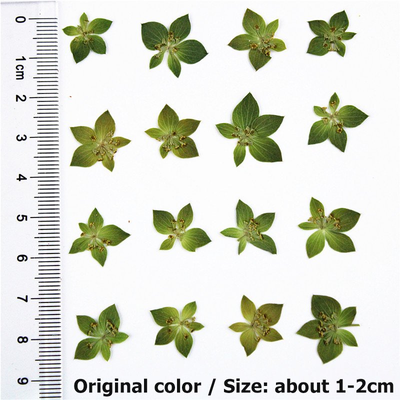 Bupleurum Rotundifolium Real Leaves Real Flowers Botanical Art Plant Specimens