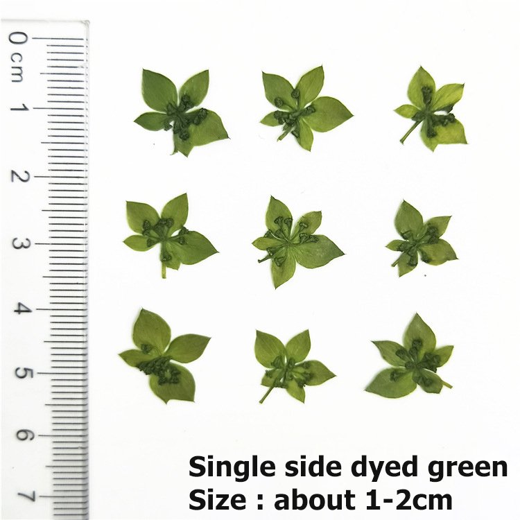 Bupleurum Rotundifolium Real Leaves Real Flowers Botanical Art Plant Specimens