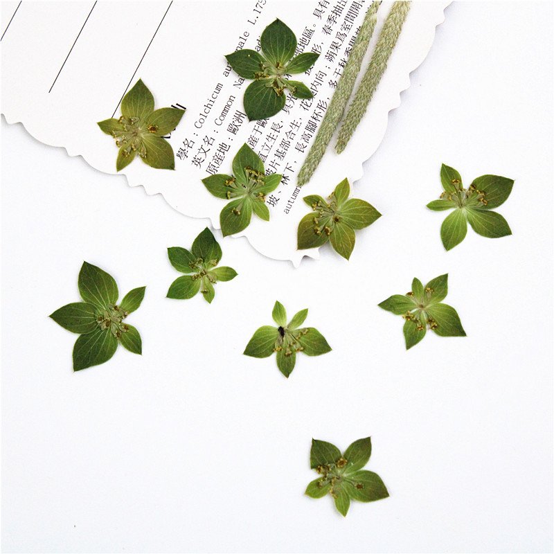Bupleurum Rotundifolium Real Leaves Real Flowers Botanical Art Plant Specimens