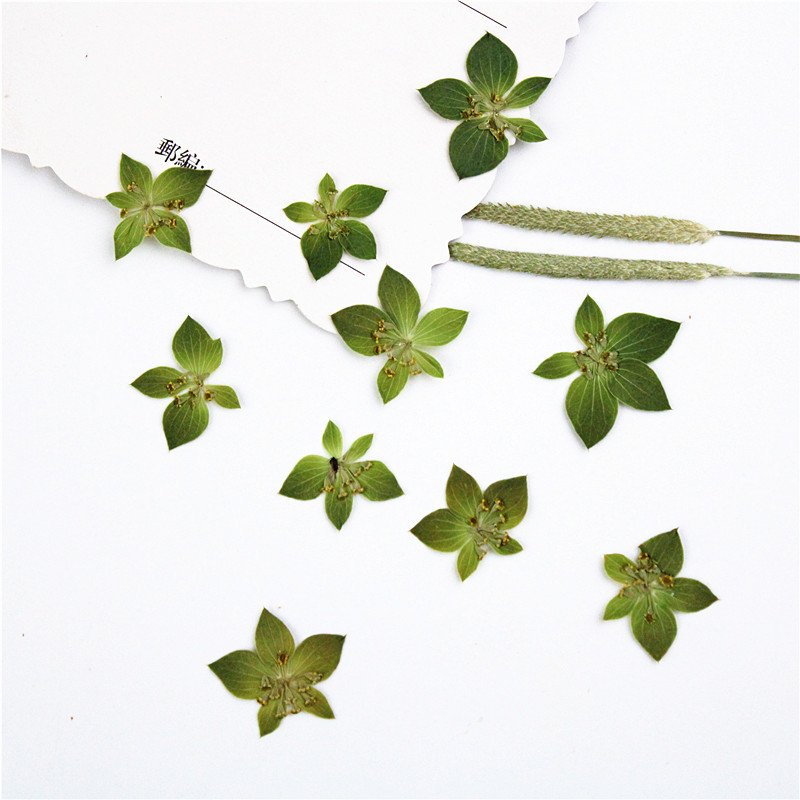Bupleurum Rotundifolium Real Leaves Real Flowers Botanical Art Plant Specimens