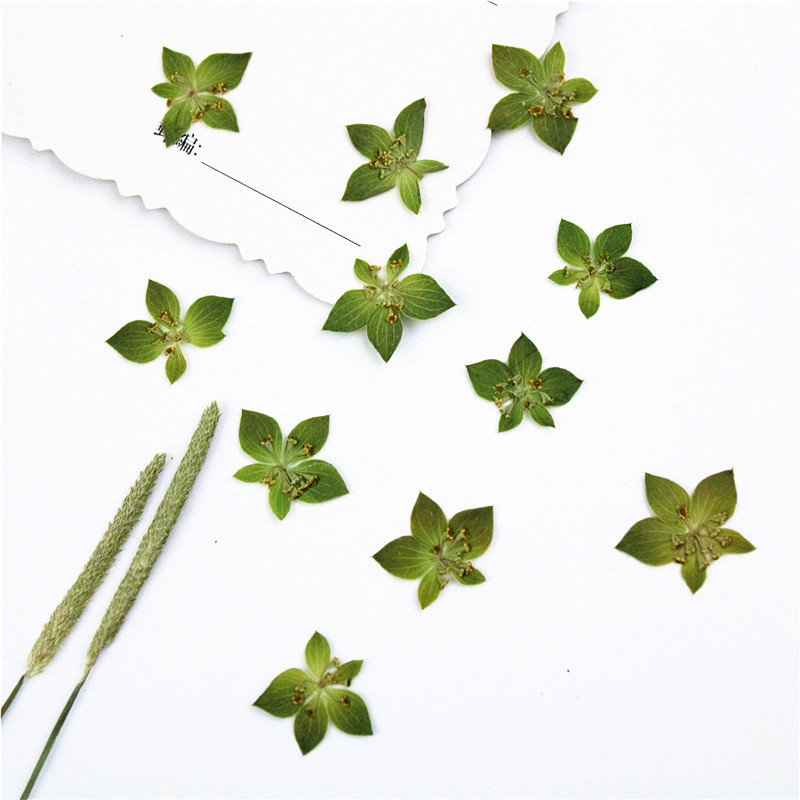 Bupleurum Rotundifolium Real Leaves Real Flowers Botanical Art Plant Specimens