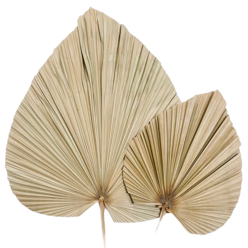Natural Palm Spear Decorative Dried Flowers