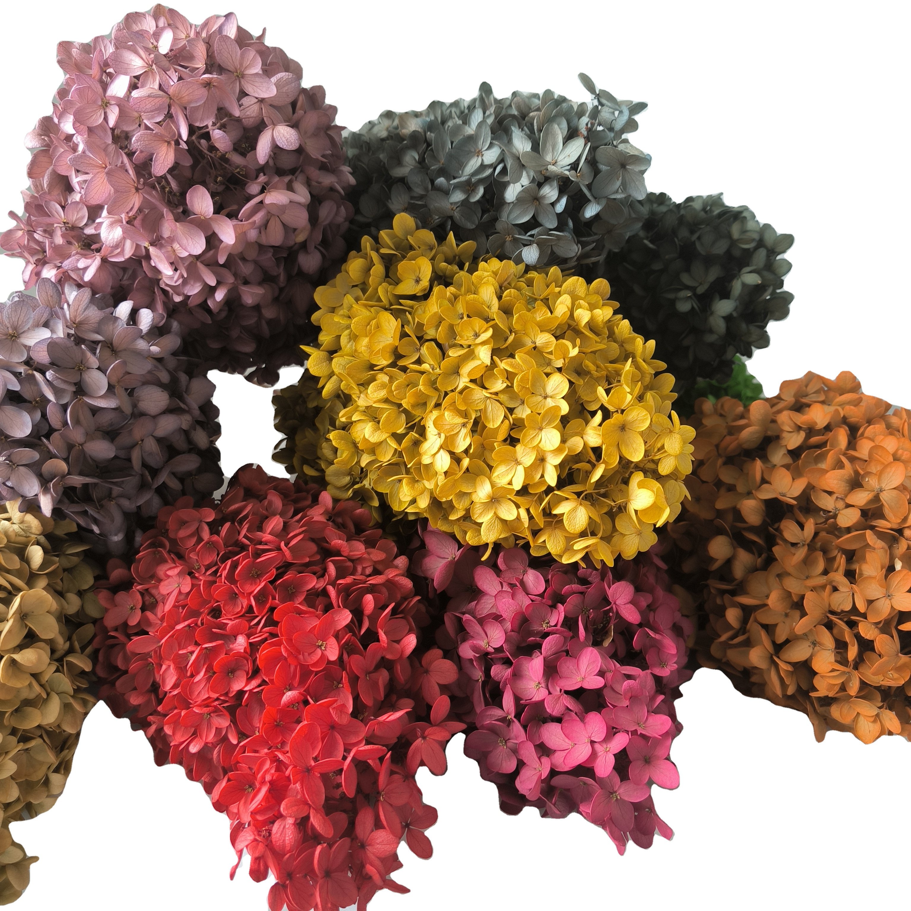 dry flower decorations for home big head stabilized dried high quality hydrangeas purple red green preserved hydrangea flowers
