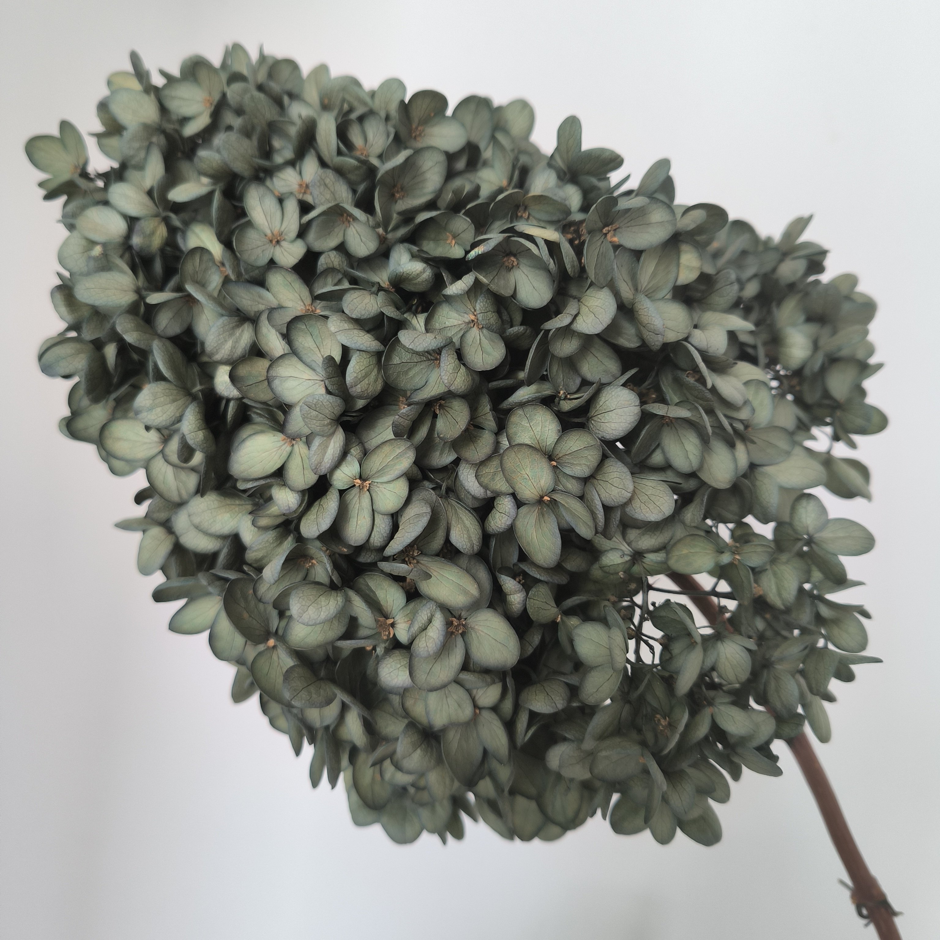 dry flower decorations for home big head stabilized dried high quality hydrangeas purple red green preserved hydrangea flowers
