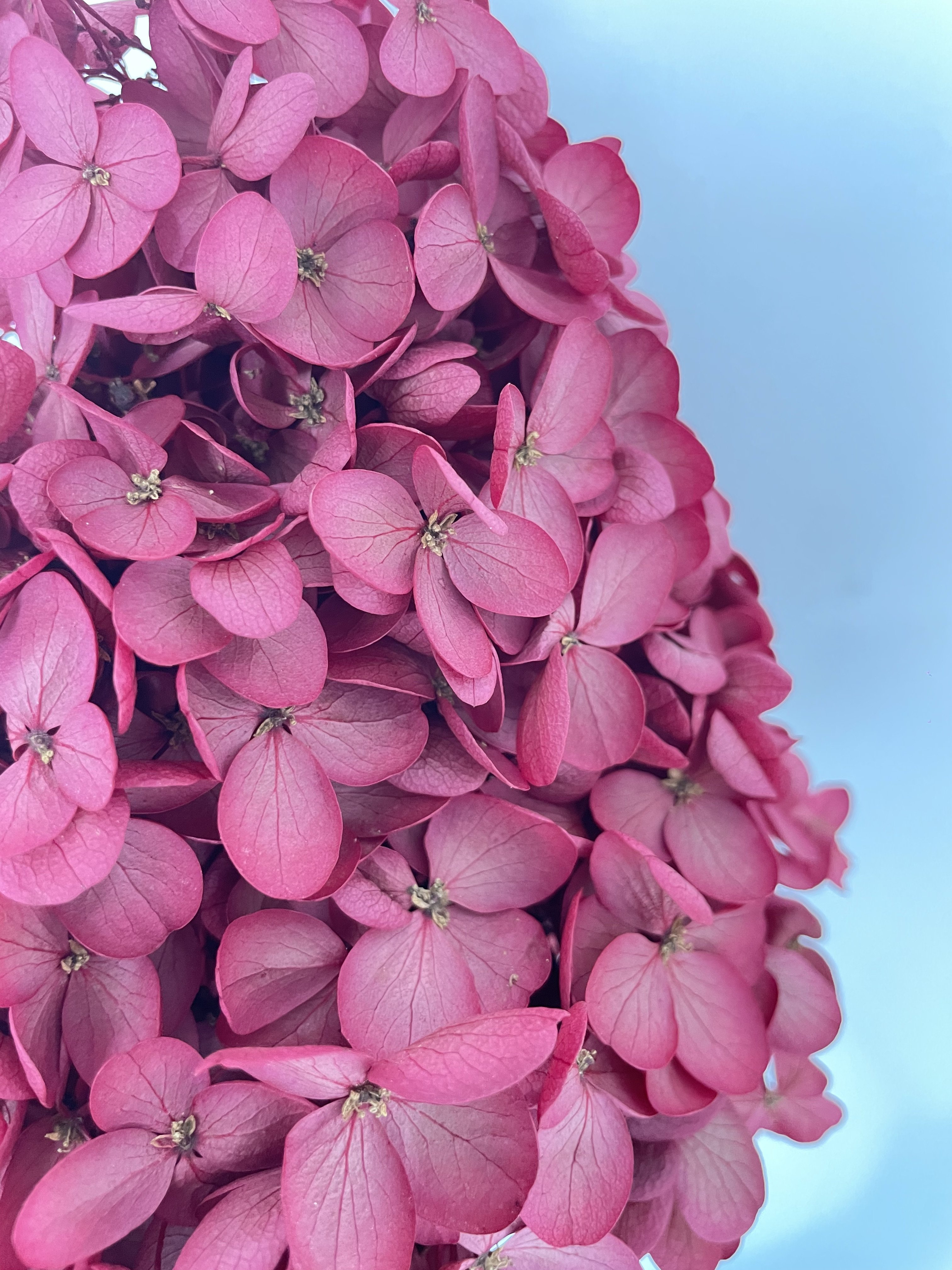 dry flower decorations for home big head stabilized dried high quality hydrangeas purple red green preserved hydrangea flowers