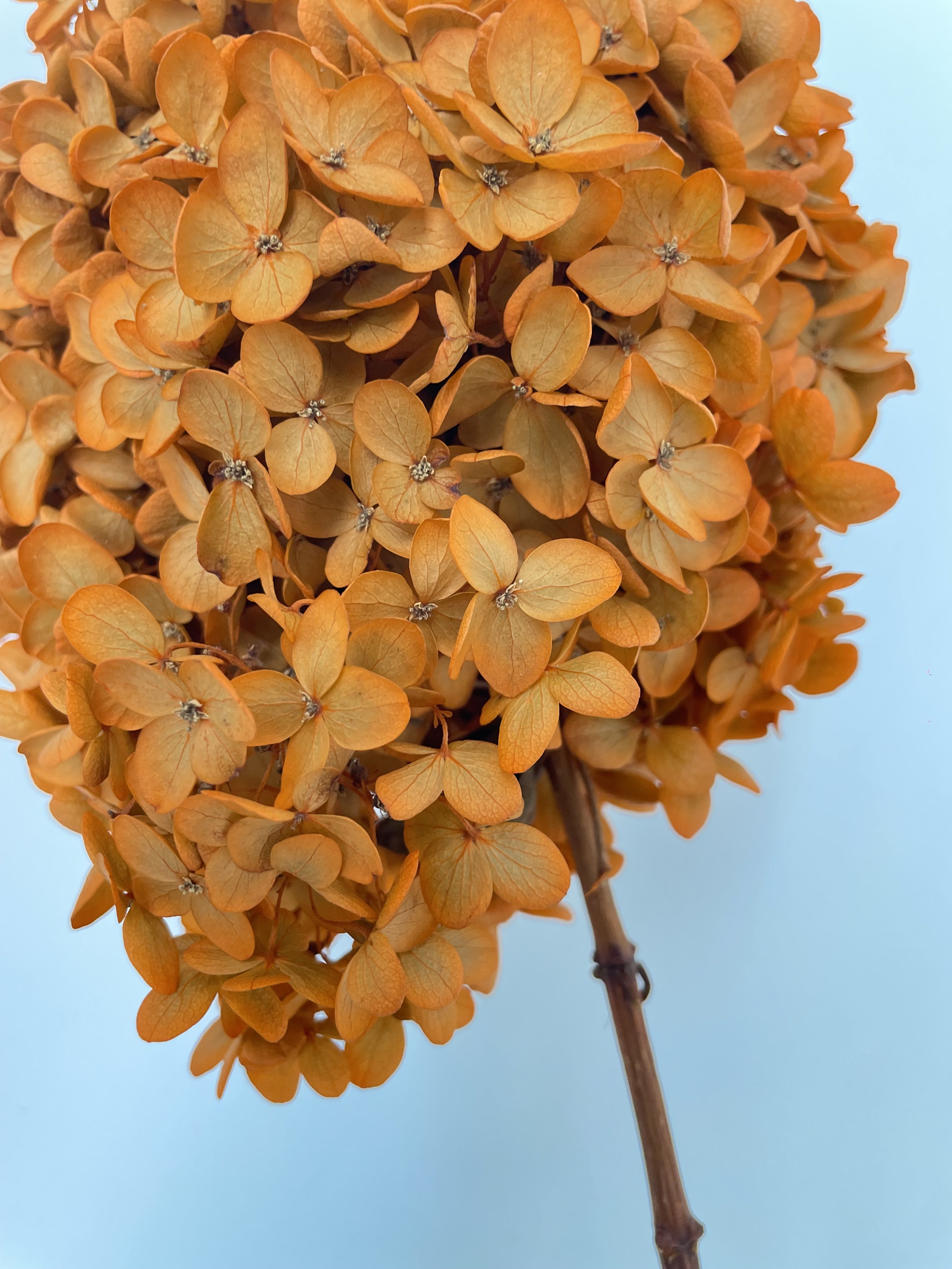 dry flower decorations for home big head stabilized dried high quality hydrangeas purple red green preserved hydrangea flowers