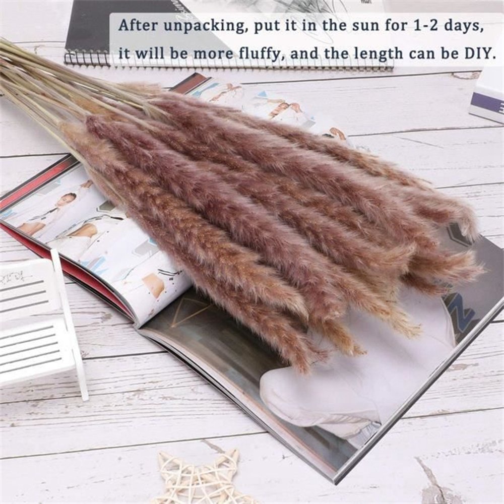 Cream Pampas Grass Fluffy Room Phragmites Decoration Natural Bunny Tail Grass Dried Flowers Bouquet Boho Home Decor