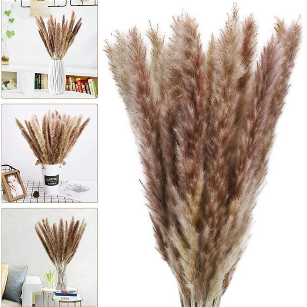 Cream Pampas Grass Fluffy Room Phragmites Decoration Natural Bunny Tail Grass Dried Flowers Bouquet Boho Home Decor