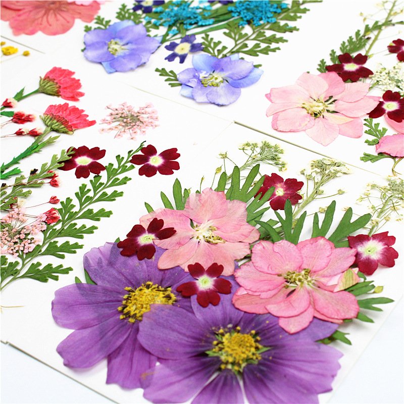 Pressed Flowers Resin Flowers for Resin Mold, Real Daisy Dried Flower Leaves Natural with Tweezers for Scrapbooking DIY Candle
