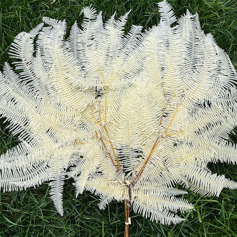 Factory Direct Selling Preserved Colorful Leaf Preserved Fern Leaves for DIY Material From China