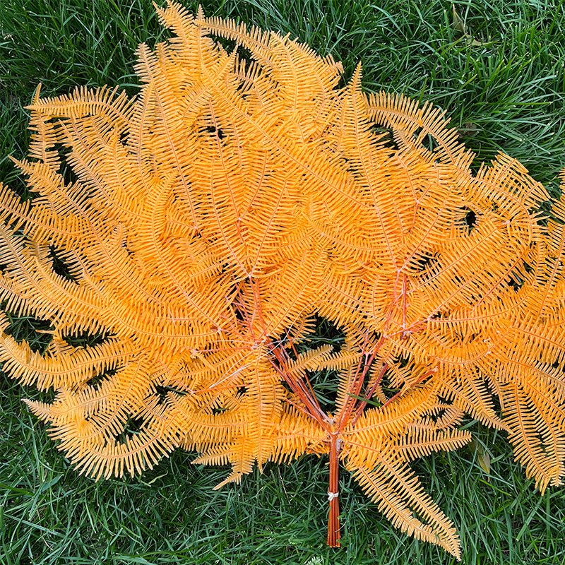 Factory Direct Selling Preserved Colorful Leaf Preserved Fern Leaves for DIY Material From China