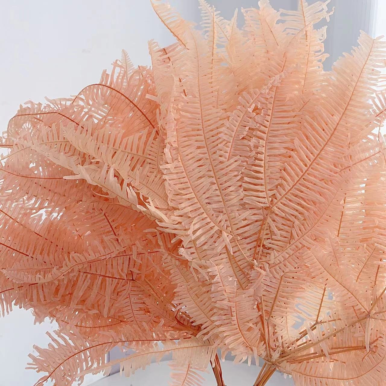 Factory Direct Selling Preserved Colorful Leaf Preserved Fern Leaves for DIY Material From China