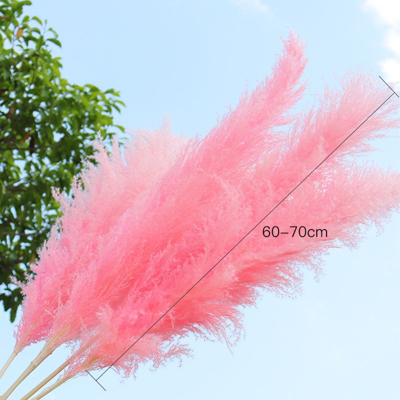 G21 Wedding Decoration Large Plume Dry Pampas Grass Flower Custom Natural Dried Pampas Grass Best Seller Pampas Grass Large