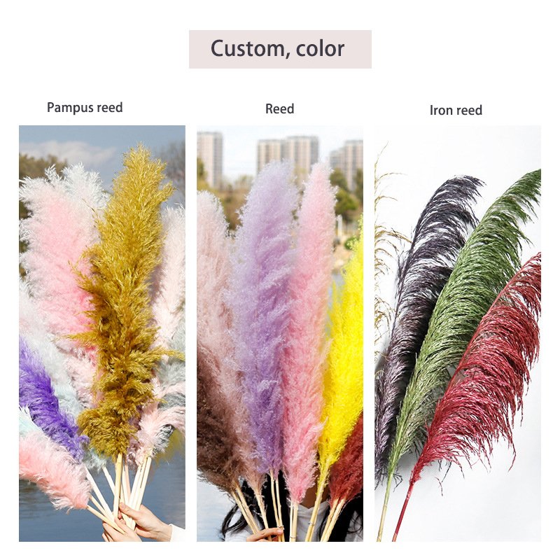 G21 Wedding Decoration Large Plume Dry Pampas Grass Flower Custom Natural Dried Pampas Grass Best Seller Pampas Grass Large