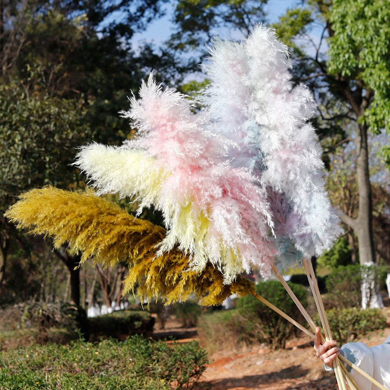 G21 Wedding Decoration Large Plume Dry Pampas Grass Flower Custom Natural Dried Pampas Grass Best Seller Pampas Grass Large