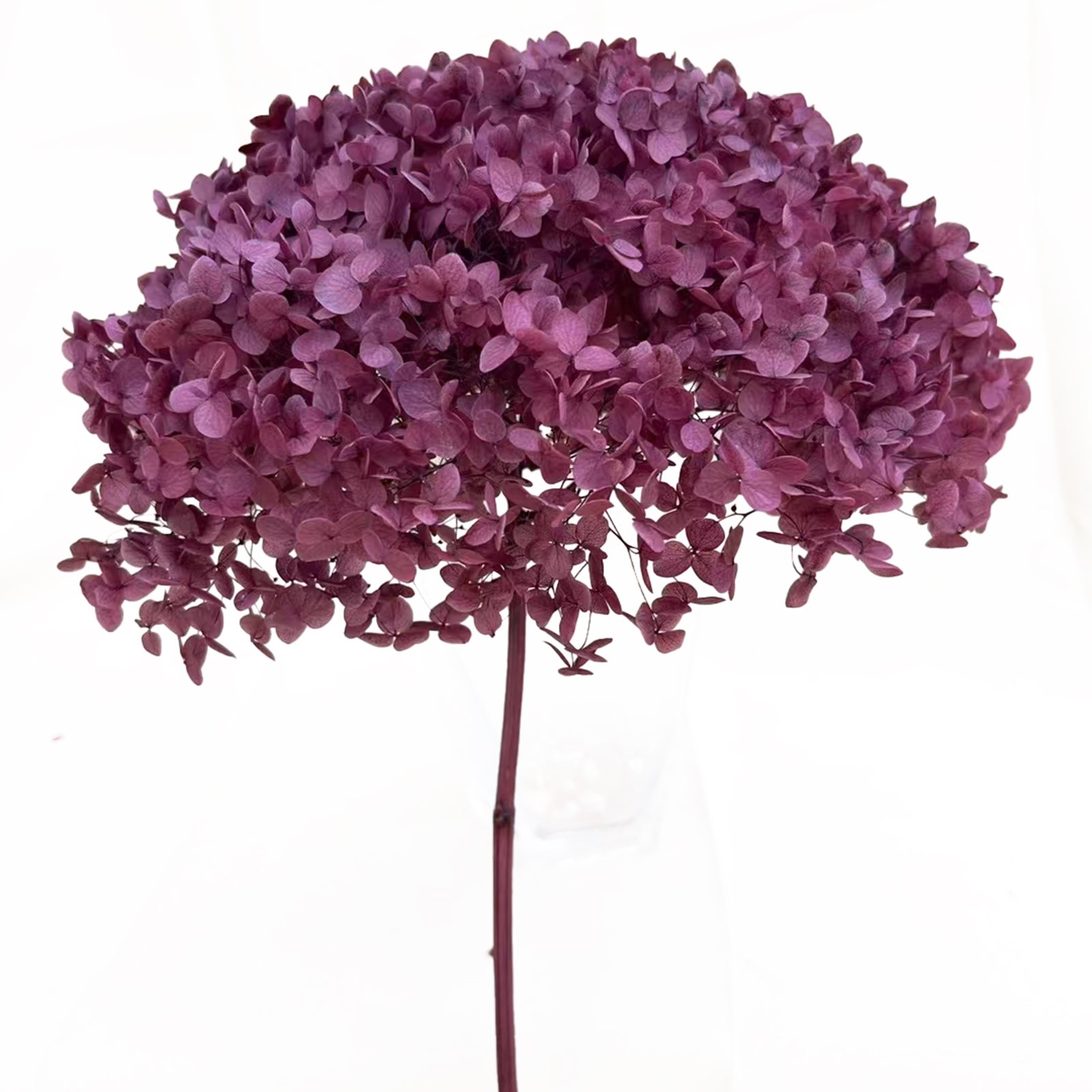 Hot-selling Natural Preserved Flower Dried Dlowers Hydrangea Real Rouch Hydrangea For Home Party Wedding Decoration