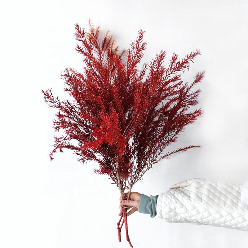 Softdream 2024 wholesale dried flower natural long lasting Melaleuca bracteata preserved flower for decor