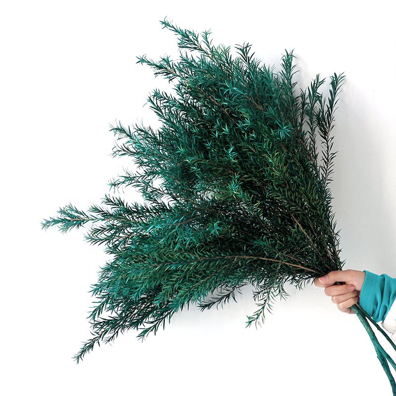 Softdream 2024 wholesale dried flower natural long lasting Melaleuca bracteata preserved flower for decor