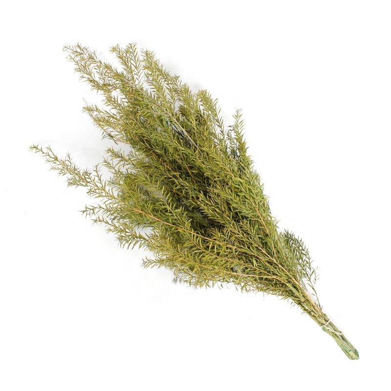Softdream 2024 wholesale dried flower natural long lasting Melaleuca bracteata preserved flower for decor