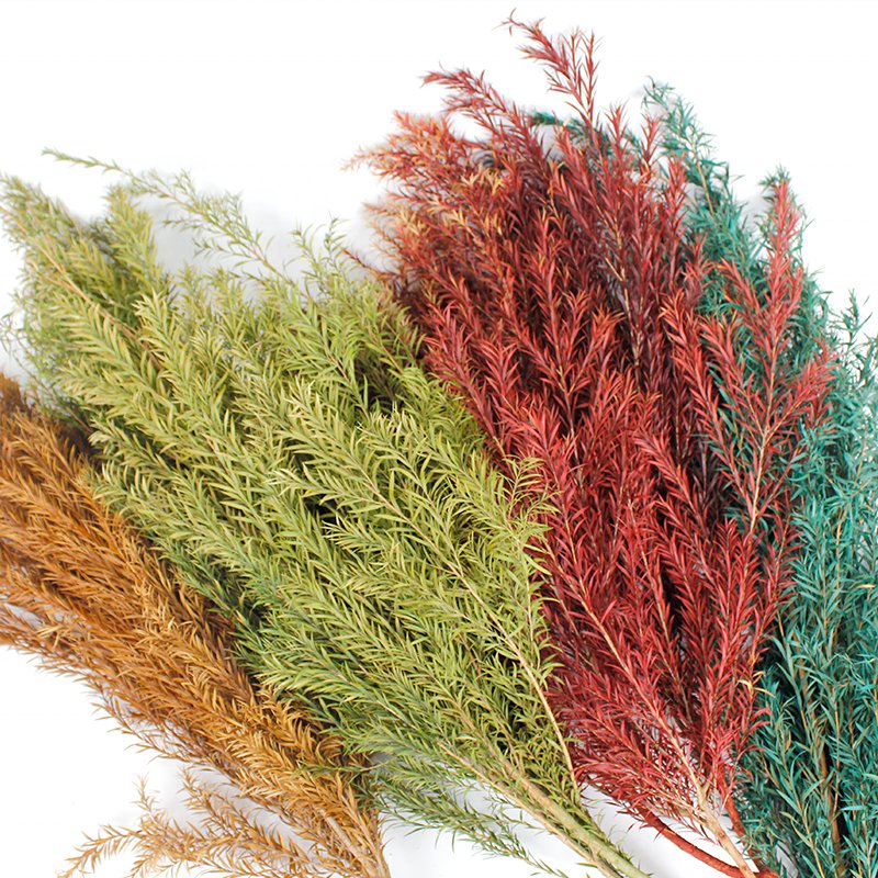Softdream 2024 wholesale dried flower natural long lasting Melaleuca bracteata preserved flower for decor